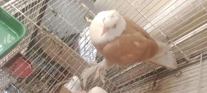 karbalai yellow male Red female