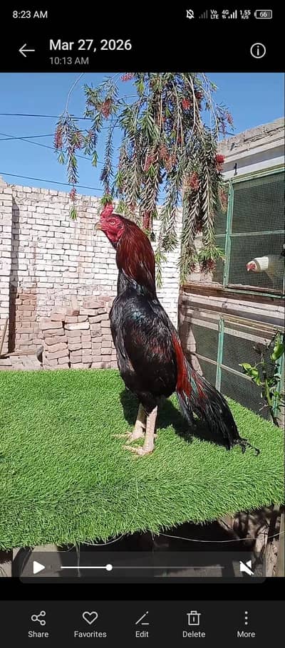 Pakistan miawali bread avalibal