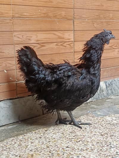 Ayam cemani young Female