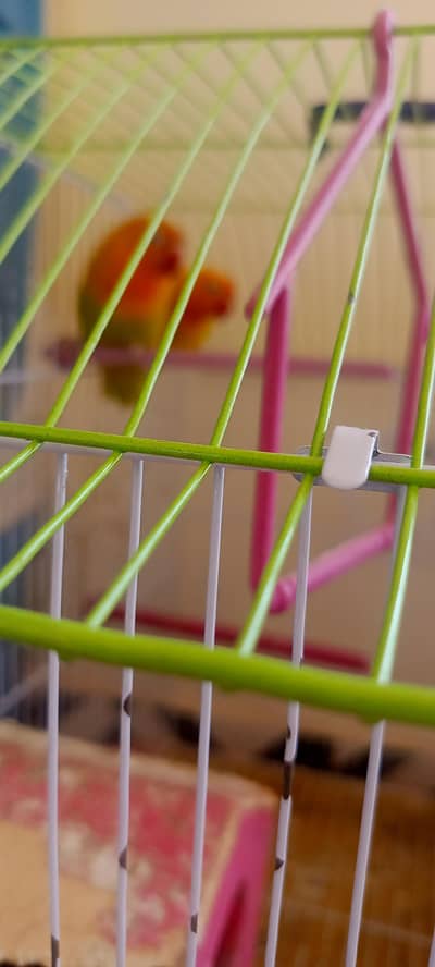 Love Bird & Australian 