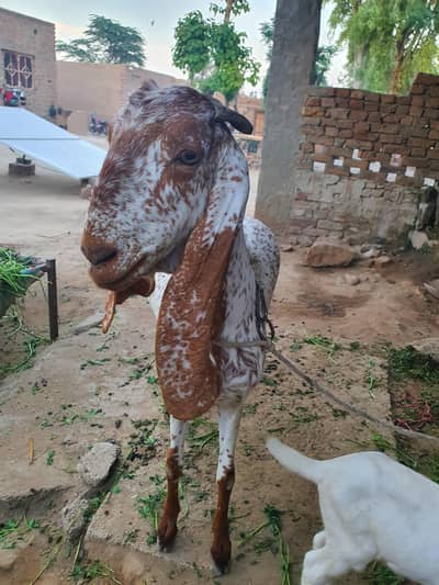 Makhi Cheeni Bakri (Gaban)