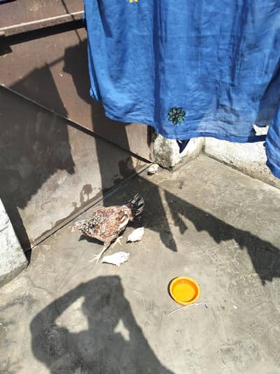 Aseel Hen with 4 chicks