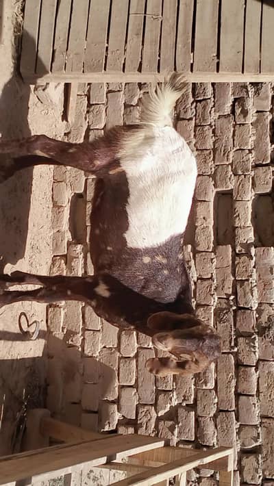 piuer dasi 2 dant mondra bakra