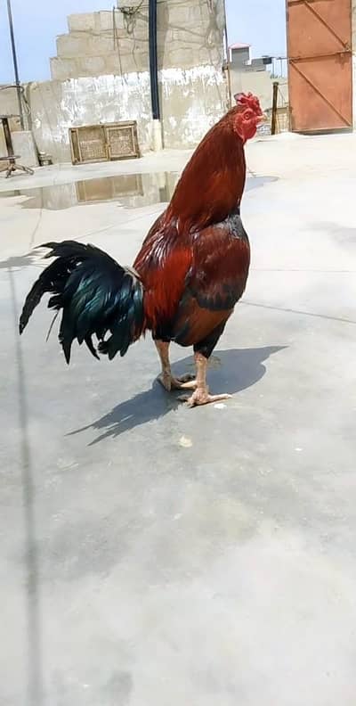 HIGH QUALITY ASEEL MIANWALI MURGA