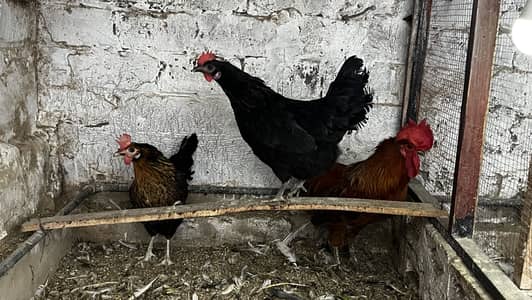 1Male 2Female Desi Hens For Sale