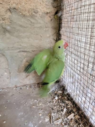 Home Breed Ringnack Full Covered Chick