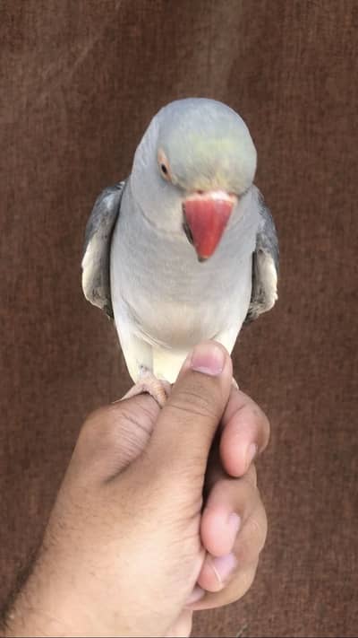 Violet grey turquoise CT DNA Female