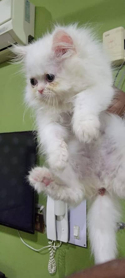 2 monthes white female Persian cat available