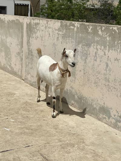 Teddy Bakri For Sale