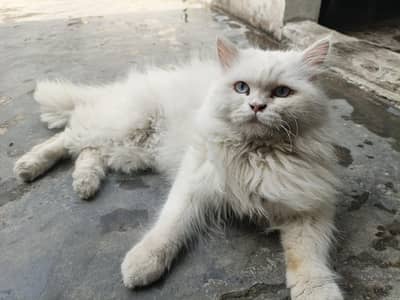 Persian male cat with blue eyes