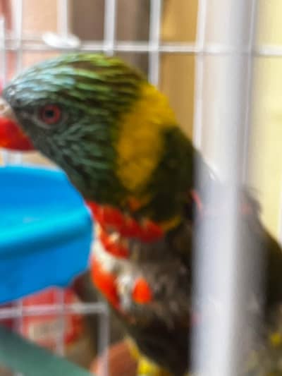 Olive Green Lorikeet Yellow Collar for Sale