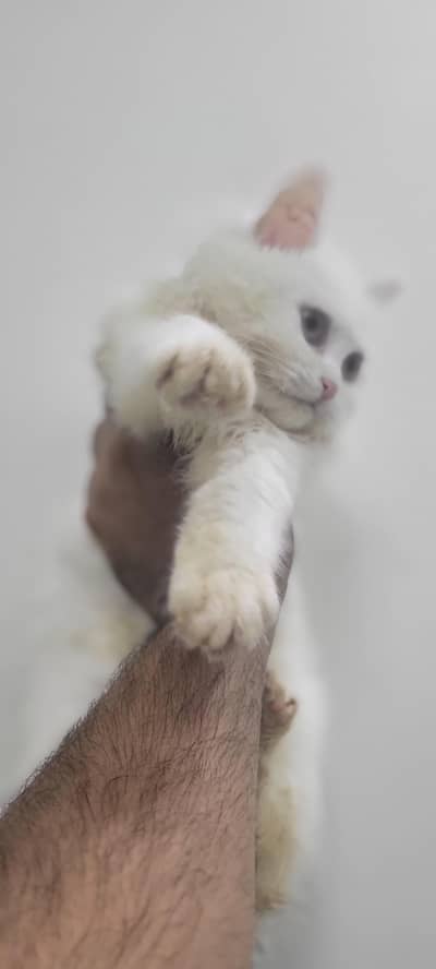 persian kitten for sale pair