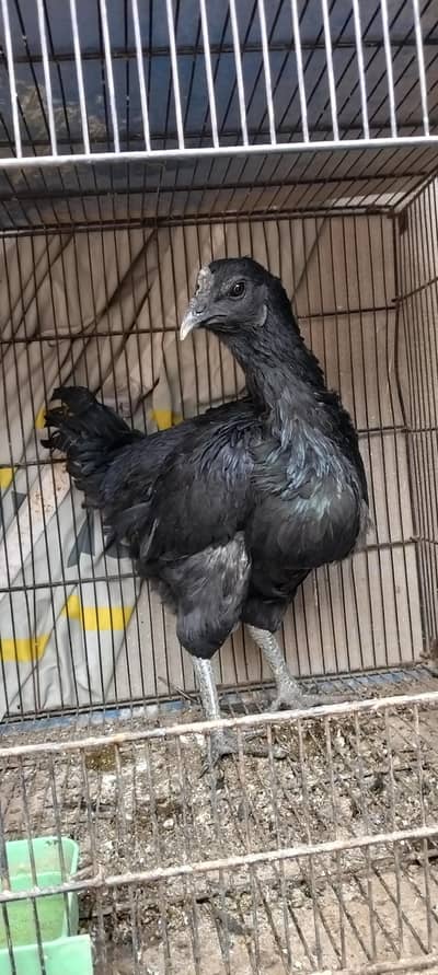 ayam camani breeder female  anda day Rahi ha locti Multan 03007348325