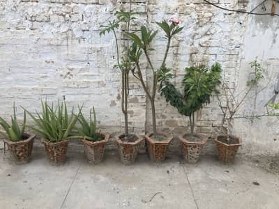Beautiful Plants with pots