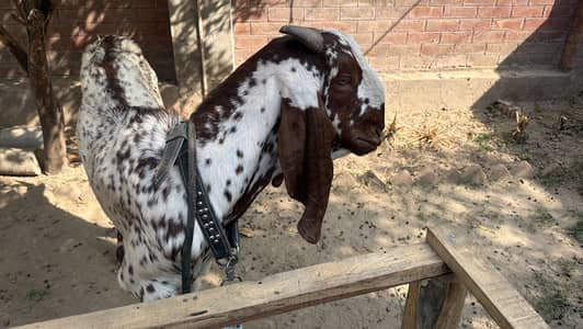 Ghar pay kam krnay k lyay larkay ke zrorat ha