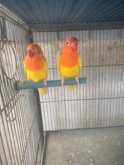 Lutino Opline Working |Lutino Red Eyes Pure Fisheri Female. Available