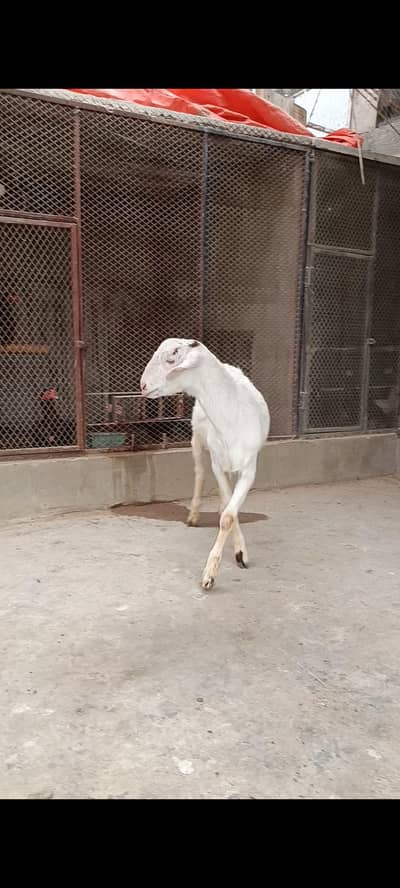 GULABI TEEDA FOR QURBANI 2026