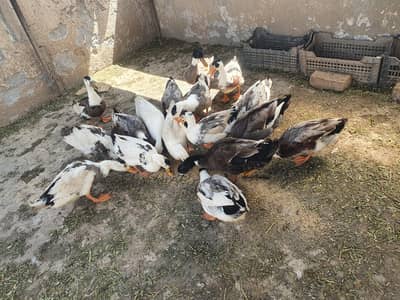 Pure Desi Ducks immediately wanna sale
