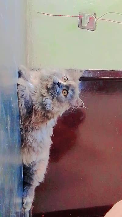 persion female very loving & litter train & healthy 03262647507