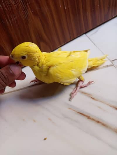 yellow Ringneck chick