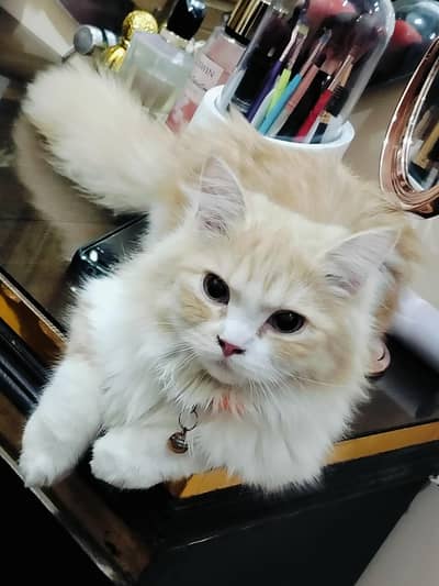 Persian Long Hair Female Kitten 4 Months | Healthy Playful Cat