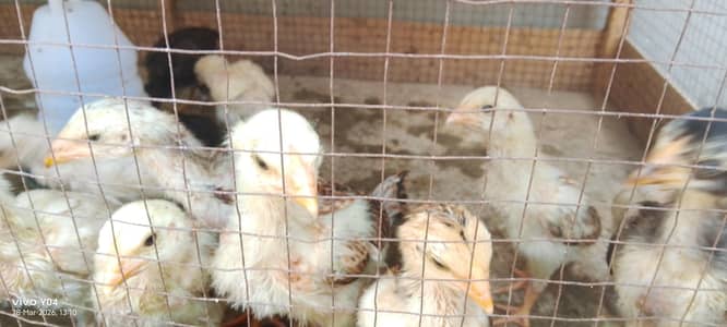 heera , japanese Shamu ,aseel chiks