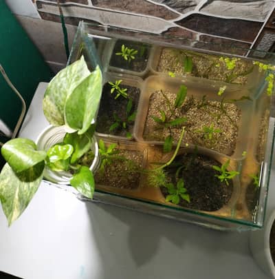 Fish Aquarium with plants