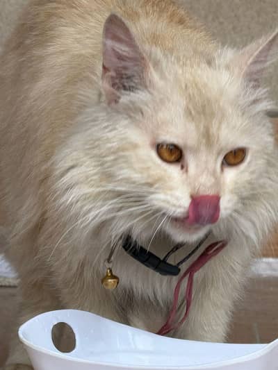 Premium Fluffy Persian Cat Available for Sale