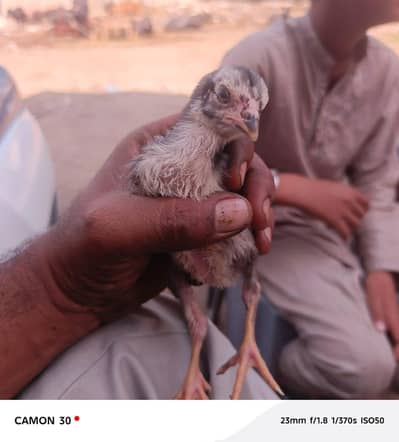 Aseel chicks or Hera pair