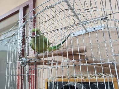 green parrot, female parrot