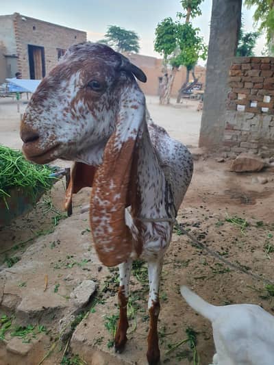 Makhi Cheeni Bakri (Gaban)
