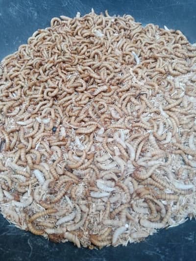 Live Mealworms for Sale in Karachi – Best for Poultry & Farming