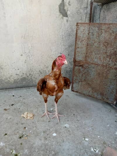 Aseel Peela bandjor patha 4sale 03105663590