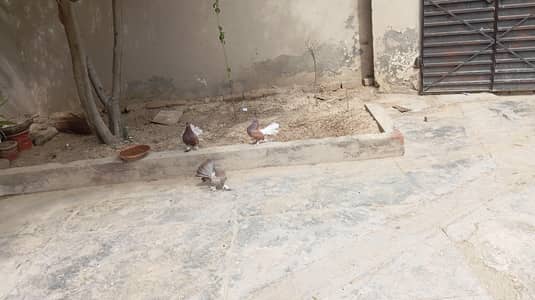 2 breeder pairs for sale