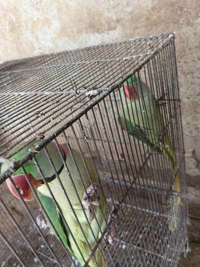 Kashmiri Raw parrots