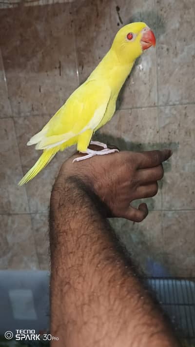Yellow Ringneck for sale