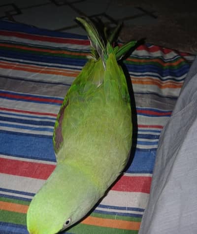 Alexandrine RAW Tamed Parrot