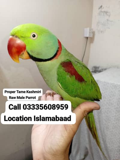 Proper Hand Tamed Full Friendly Kashmiri Raw Male Parrot Jumbo Size