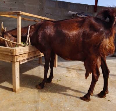 Goat for Sale