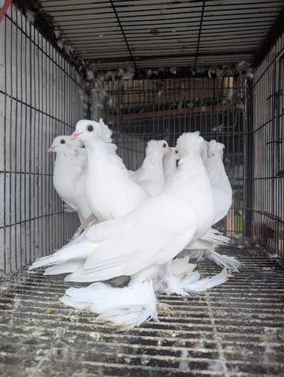 pigeons for sale Fsd samundari road _0345_178_7777_