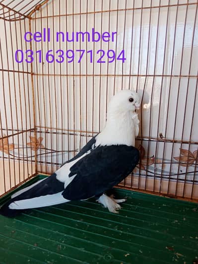 1 sentinet male 1 sabz gajre pair hi flyer