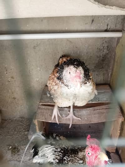 pair of 2 male female breed kr rhe hai