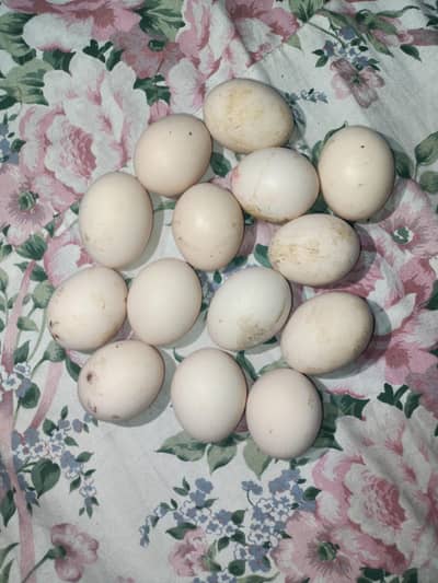 aseel miawale murgi and aseel sindi murga in ka fartile eggs