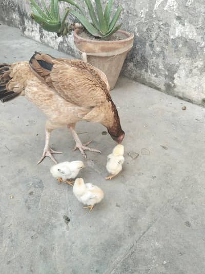 1x hen (male) & 2x Aseel Hen with 7 chicks