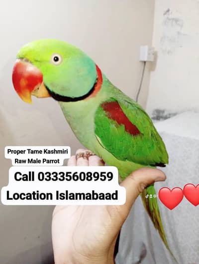 Proper Hand Tamed Full Friendly Kashmiri Raw Male Parrot Jumbo Size
