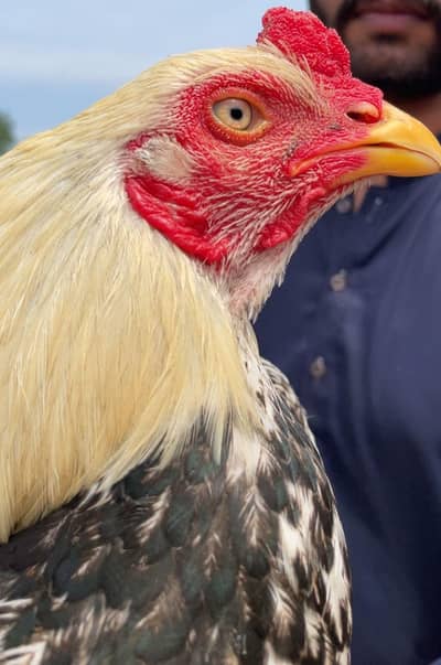 Pure Aseel white jawa quality wali cheaz h for sale con#0309-6870114