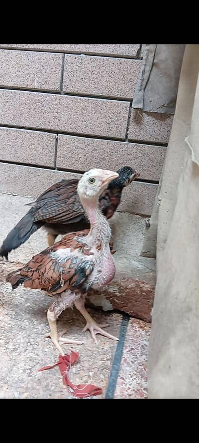 aseel chicks and golden misri