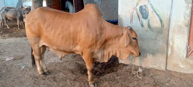 gulabi bacha Qurbani beautiful bull for sell