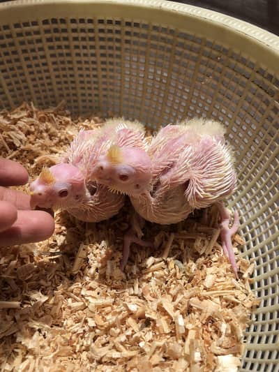 Cockatiel Chicks