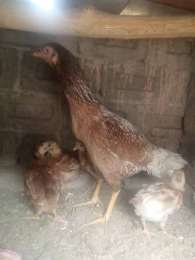 Assel Murghi with four chicks best quality Chena murghi with chicks
